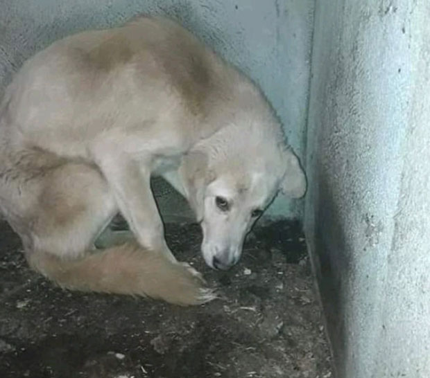 ЦГ: Пасји живот на пустом лисцу